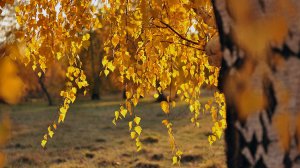 Отчего так в России березы шумят.mp4