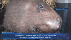 Маленького медвежонка подбросили в коробке жителям Дальнереченского района