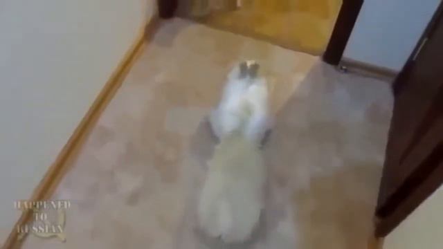 смешные ролики про детей и животных смотреть онлайн