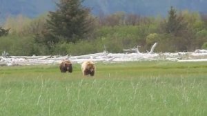 Katmai National Park - Walking with the Giant Grizzly Bears