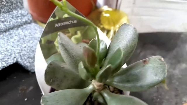 Крассулы, денежные деревья, соккуленты! Очень модные растения! Обзор в OBI растений, огромный выбор смотреть онлайн