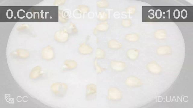 Тест на всхожесть семян перца с 3% аптечной перекисью водорода 🔴 SUBTITLES смотреть онлайн