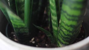 Sansevieria Trifasciata "Black Coral" Care | A Plant A Week