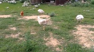 Одноногая курица