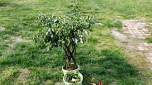 Плетеная ива своими руками