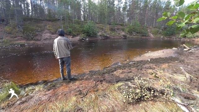 Горбуша ИДЕТ в огромном количестве. ТАЕЖНАЯ РЕКА КИШИТ РЫБОЙ. ПОКЛЕВКИ КРУПНЫМ ПЛАНОМ))