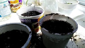 Посадка семяна тыквы на рассаду.