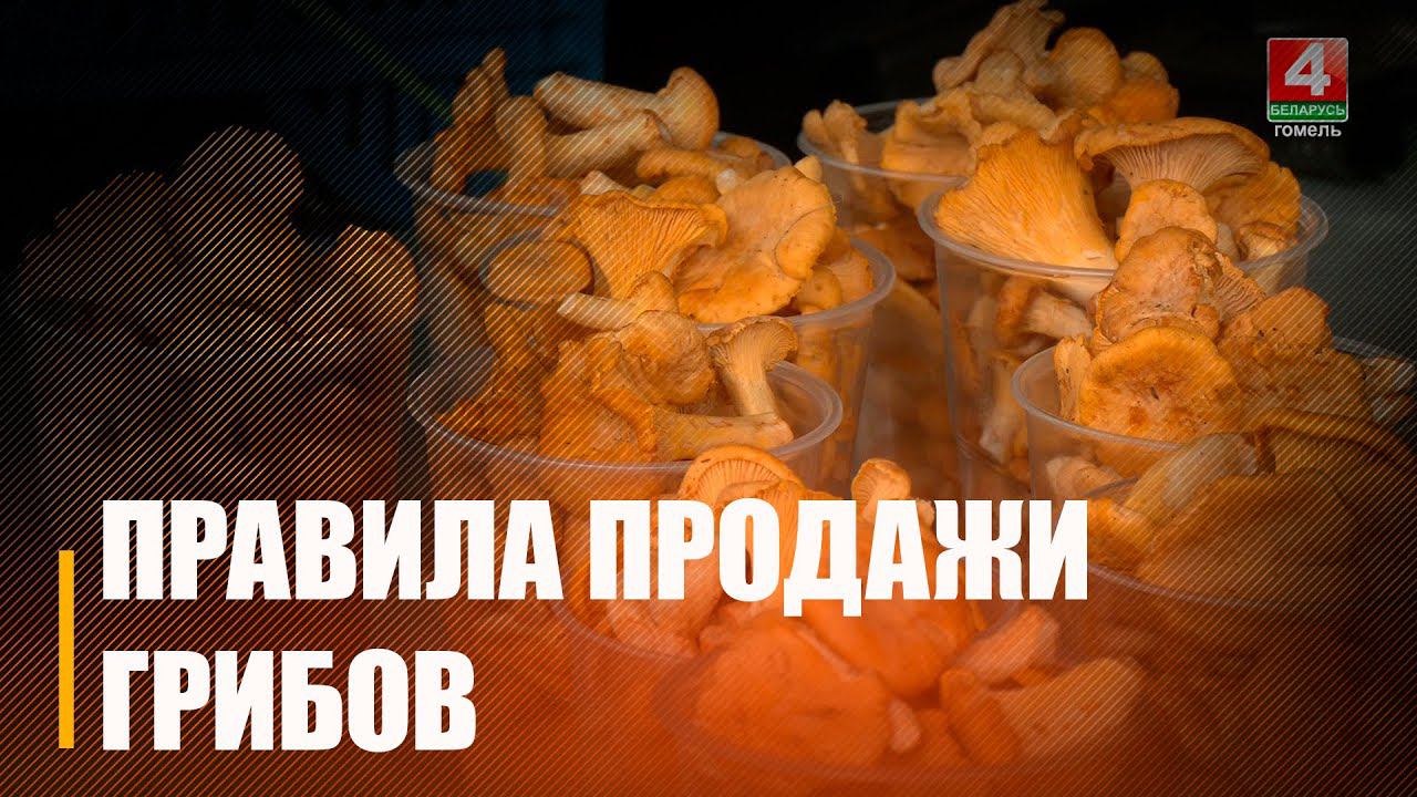 На Гомельщине начался сезон грибов и дикорастущих ягод смотреть онлайн