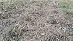 Наша дача. Открываю дачный сезон. Как разработать целину. Беларуская деревня