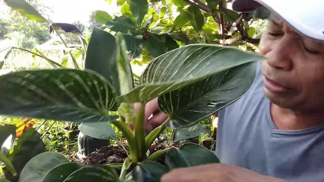 BIRKIN PHILODENDRON PROPAGATION TIPS DONE смотреть онлайн