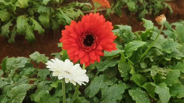 Gerbera Flower Seeds Online India || Jalbera Flower Plant care смотреть онлайн