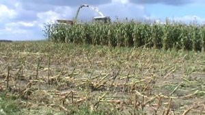 уборка кукурузы на силос в Беларуси