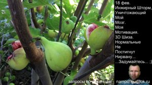 Саженцы инжира. Адрес для запросов. Стримы: посадка, обрезка, укрытие инжира, полив, удобрение.