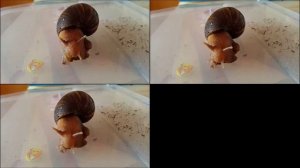 УЛИТКИ-АХАТИНЫ ОТЛОЖИЛИ ЯЙЦА