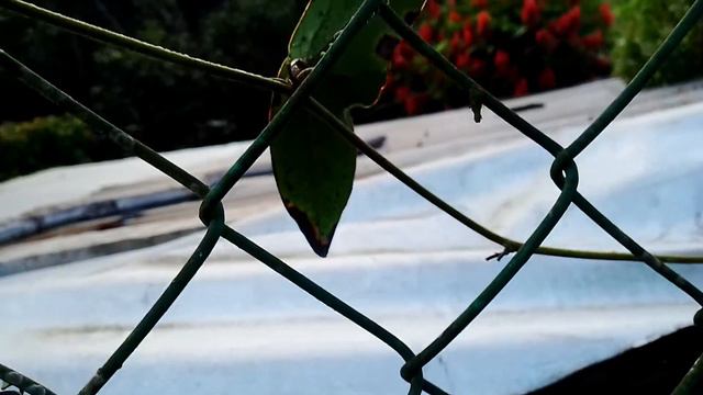 Planta de la ala de murciélago. смотреть онлайн