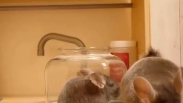 Как шиншилла умывается смотреть онлайн