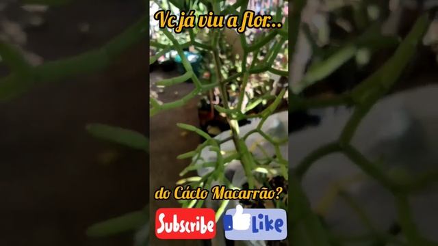 Você conhece a flor do Cácto Macarrão - Rhipsalis baccifera?