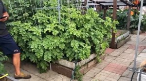 В гостях В ОГОРОДЕ ПРО открытый грунт и теплицы в сентябре