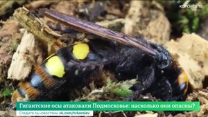 Гигантские осы атаковали Подмосковье: насколько они опасны?
