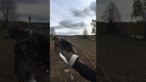 Полет СОКОЛА Балобана / Замедленое передвижение /