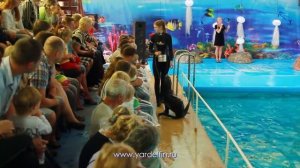 Демо-ролик Ярославского Дельфинария 15 мин