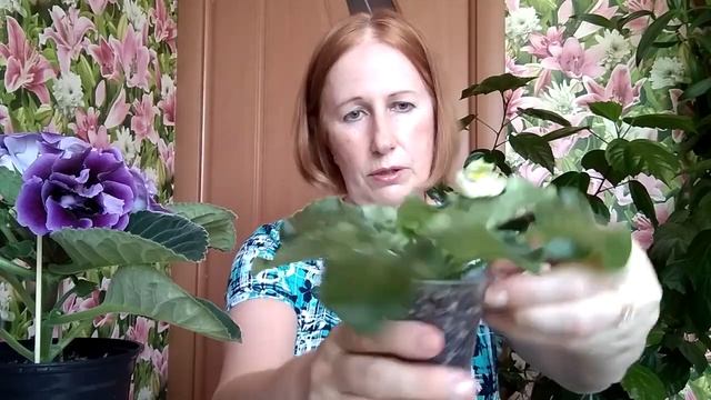 Полив фиалок. Лучшие методы полива. смотреть онлайн