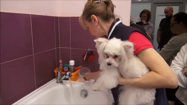 Уход за белой шерстью питомца смотреть онлайн