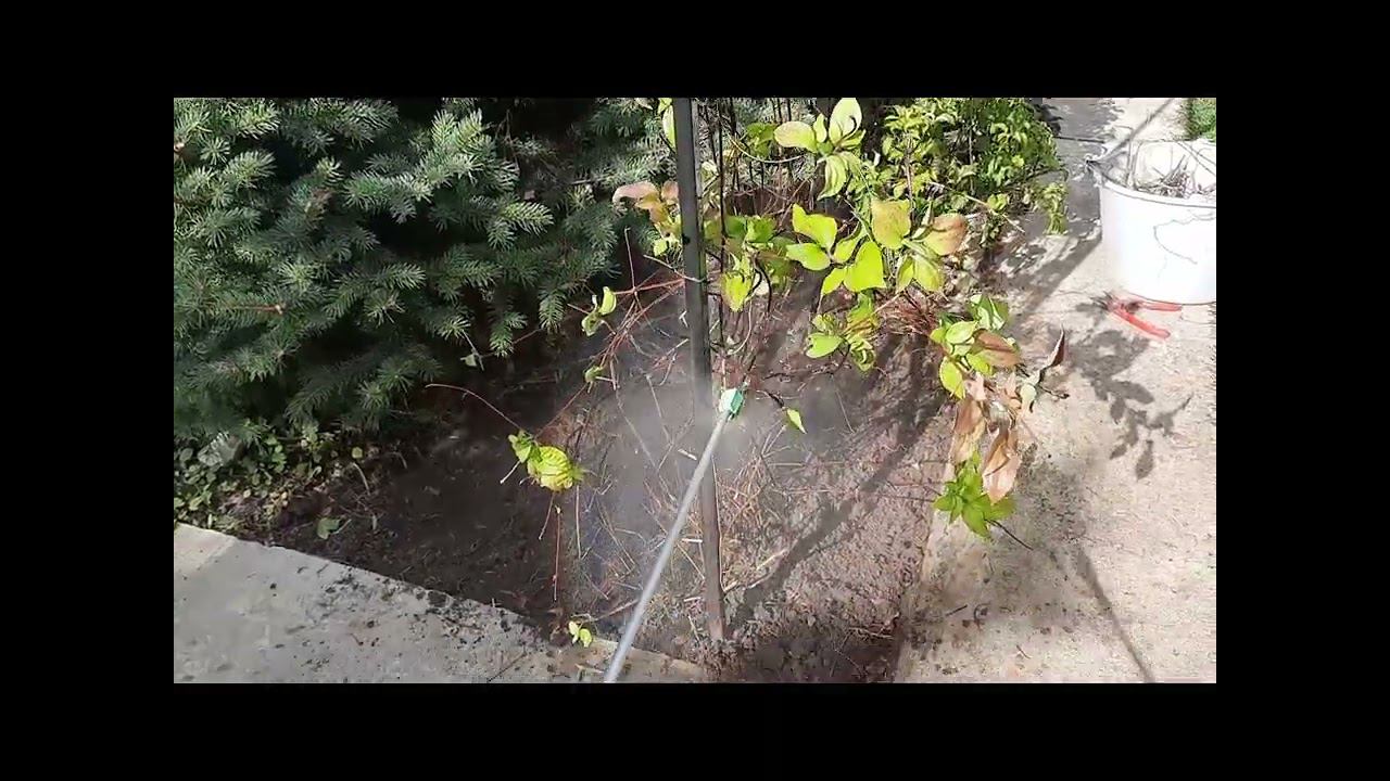 Клематис. Подготовка к зиме.Подкормка и обработка от болезней. смотреть онлайн