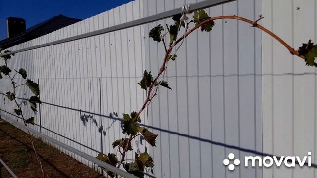 Ужас что накрасила! Минус. Обработали деревья. 12-13 октября 2023 г. смотреть онлайн