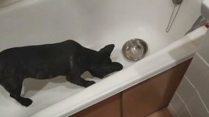 Французсий бульдог Бакс, приколы с собакой, смешные видео