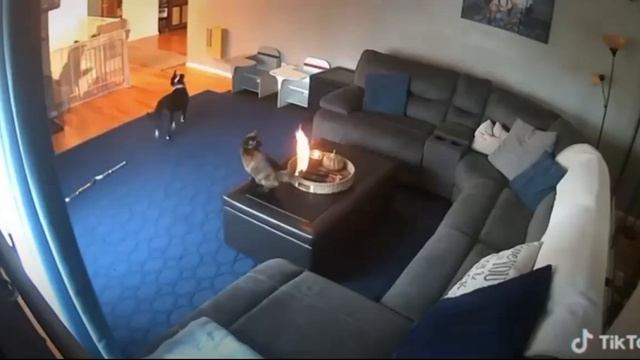 СМОТРЕТЬ ВСЕМ! У КОТА ГОРИТ ХВОСТ! КОТ ПОДЖЕГ ХВОСТ!? смотреть онлайн