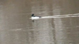 Утка гоголь