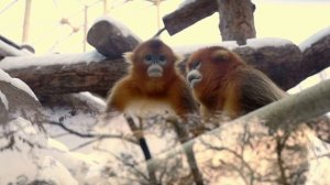 #dogs#животные#Animals.☘️🐕 Beautiful music and animals in nature!🌿🐣Музыка и животные!