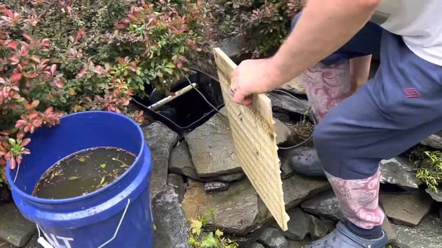 Домашний Водоём с Декоративными Японскими Рыбками Кои/ Чистим Наш Пруд/ Выпускаем Рыбки в Озере смотреть онлайн