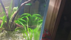 Первые сутки после запуска аквариума.