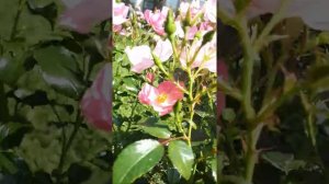 РОЗА FORTUNA🌸🌸🌸 (ФОРТУНА) В ЖАРУ🌞 В ПОДМОСКОВЬЕ 😍💚🌹🌹🌹.