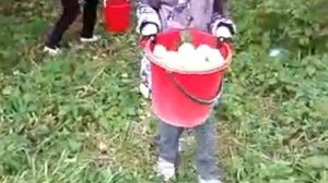 Сбор яблок Антоновка | Picking Apples Antonovka