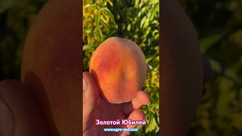Персик Золотой Юбилей на Кубани