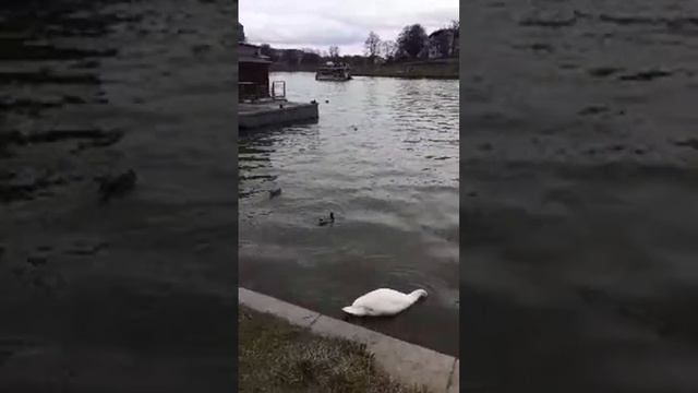 Poland Kraków Walk Birds 02.25.24. Польша Краков Прогулка Река Висла Птицы 25.02.25 смотреть онлайн