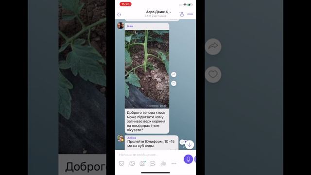 Заглубил томат - получи фузариоз