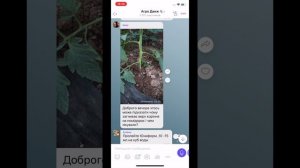 Заглубил томат - получи фузариоз