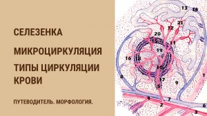 Селезенка. Микроциркуляция. Типы циркуляции крови