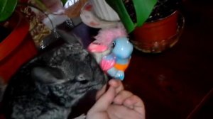 играю с шиншиллой