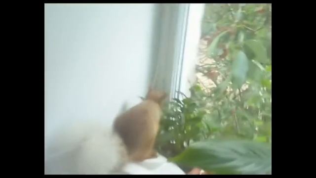 Прикольные белки! смотреть онлайн