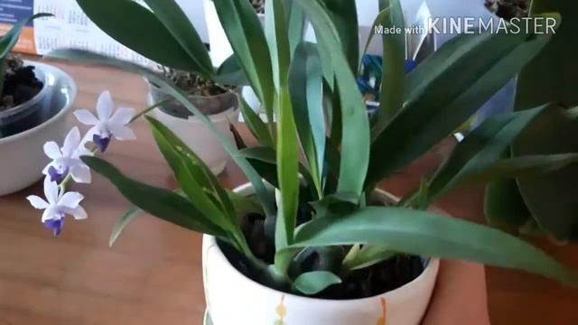 Орхидея онцидиум твинкль Oncidium Twinkle - легкая орхидея )