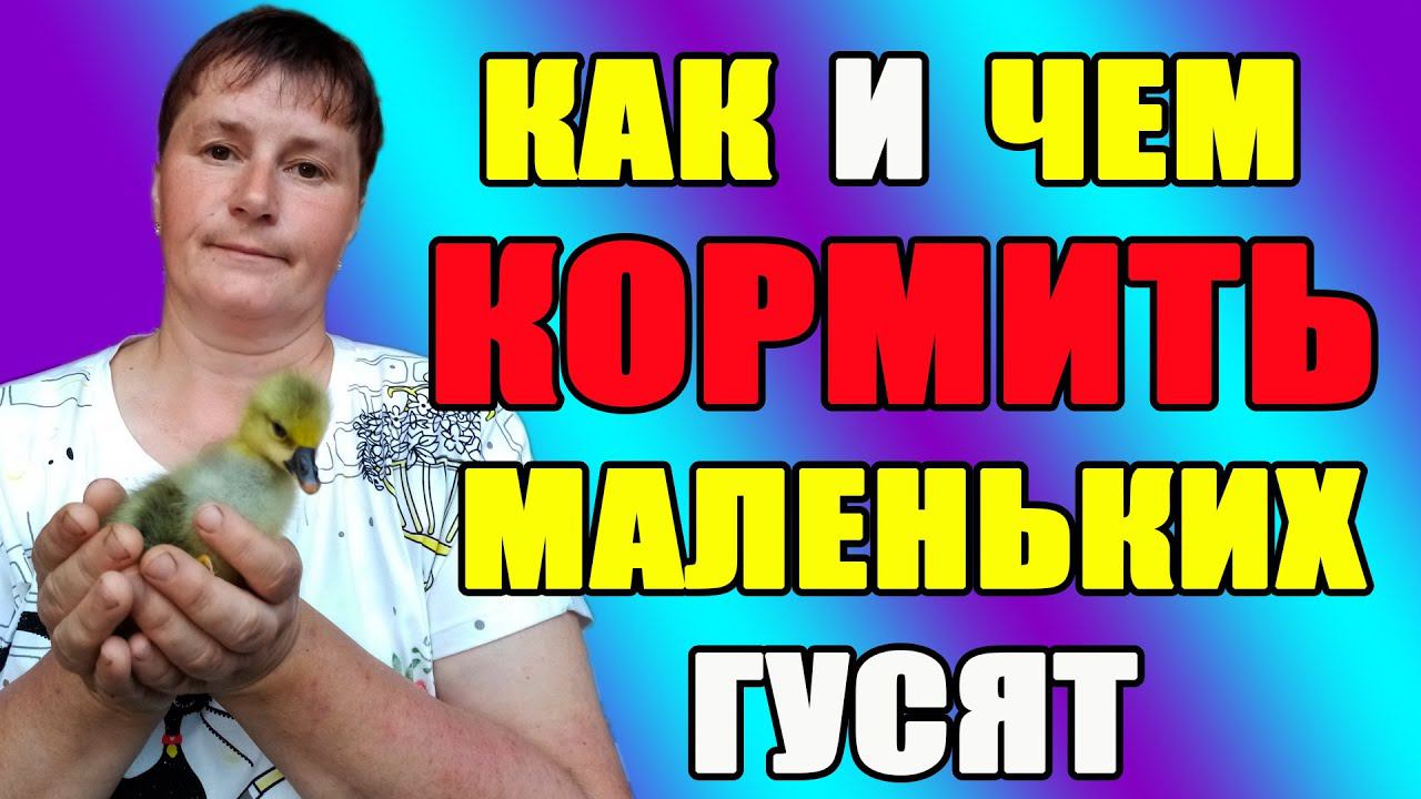 Как и чем кормить маленьких гусят. Содержание гусей.