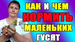 Как и чем кормить маленьких гусят. Содержание гусей.