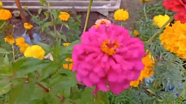 Дачный парад цветов, сентябрь 2022 смотреть онлайн