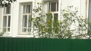 Палисадники