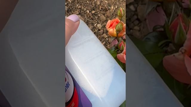 Тля пожаловала на мои розы ?. Хорошо разглядела вовремя! ?#aphyds #тля #розы смотреть онлайн